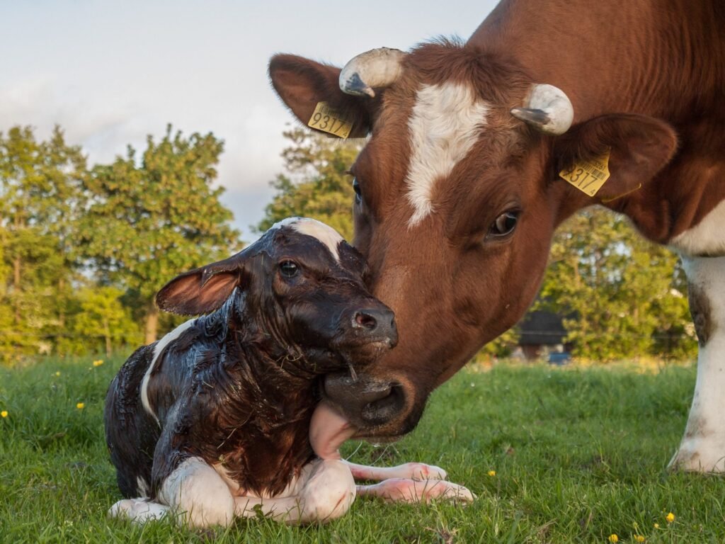 A mother cow and a new born calf